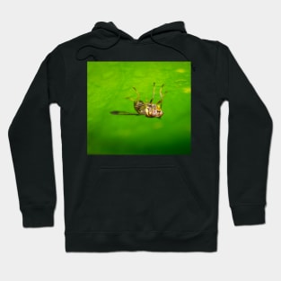 A melon fly (Bactrocera cucurbitae) Hoodie